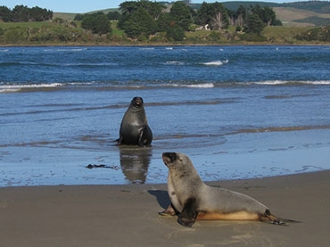 Sea lions